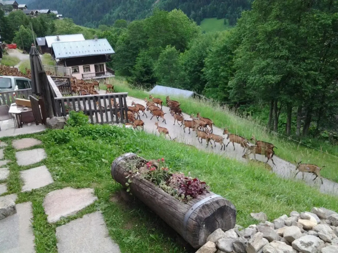Le Refuge des Marmottes