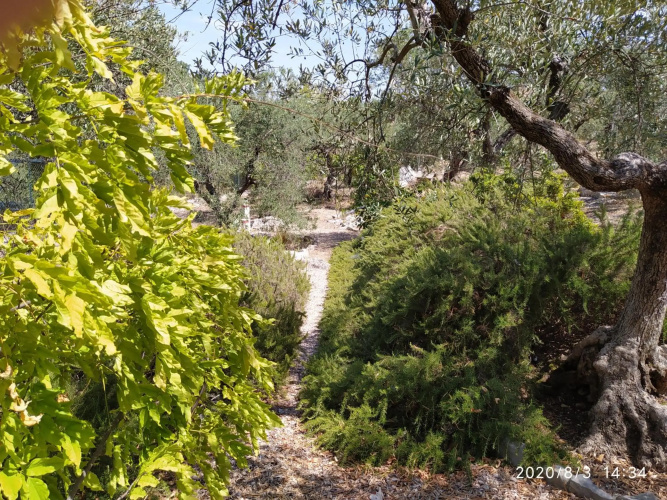 Il giardino di Mary