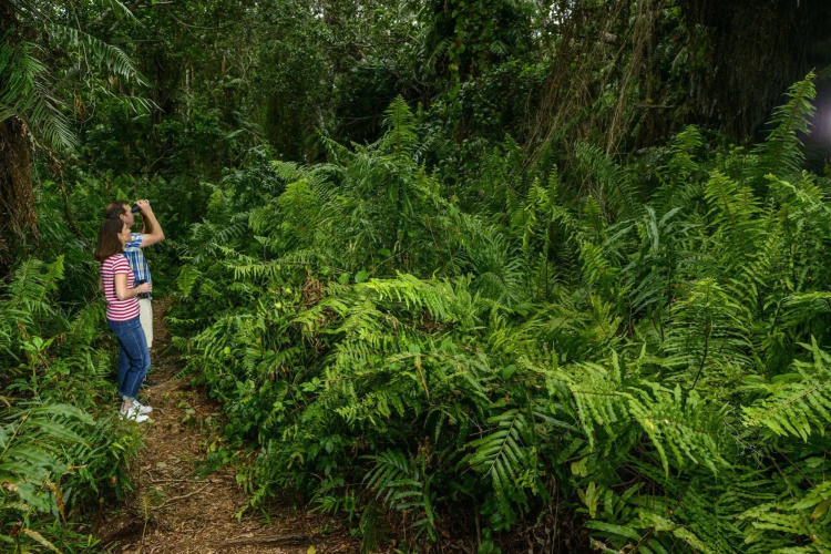 Kosi Forest Lodge