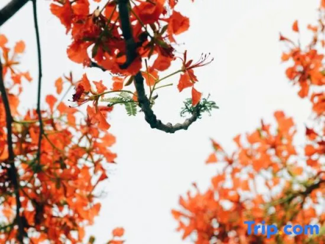 Yuxuan Xiaoju