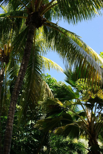 The Banyan Resort