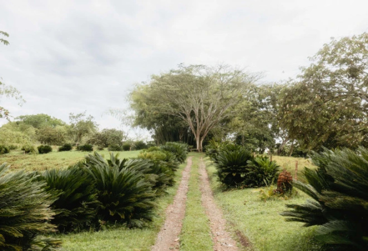 Finca Quindio