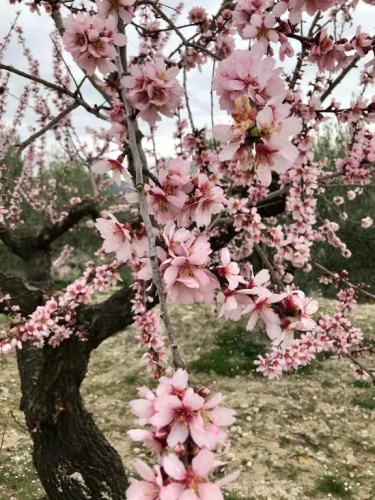 al-qandil