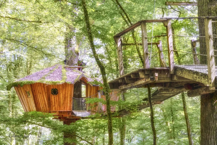 L'arbre à Cabane - Haute-Marne