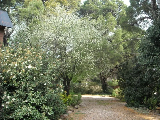 2 Bedrooms Cottage with garden view