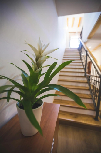 Vinea apartmani Umag