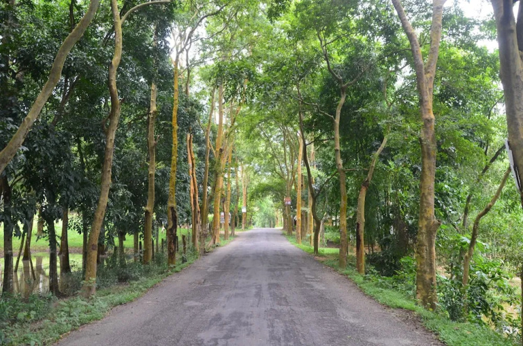 Lawachara Eco Cottage