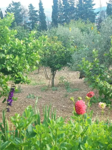 Casa vacanze Francesca