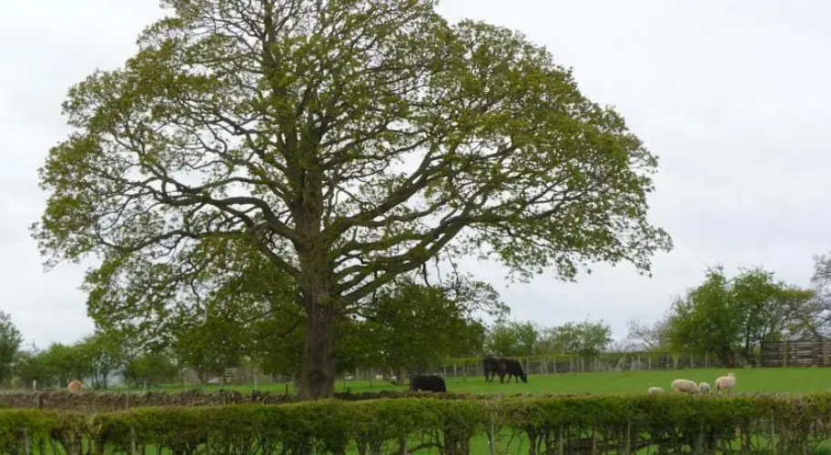 THE GINNEY Country Guest House