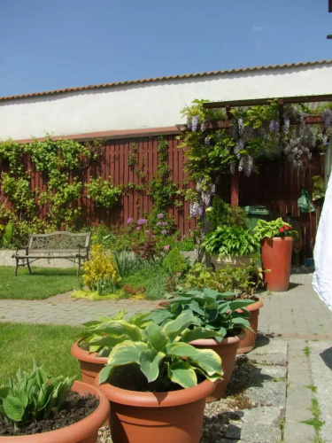 U Henriety