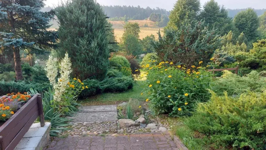Jeleniec