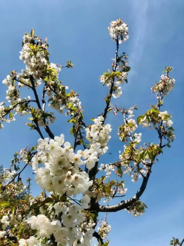 Trulli Foggia dell'Albero