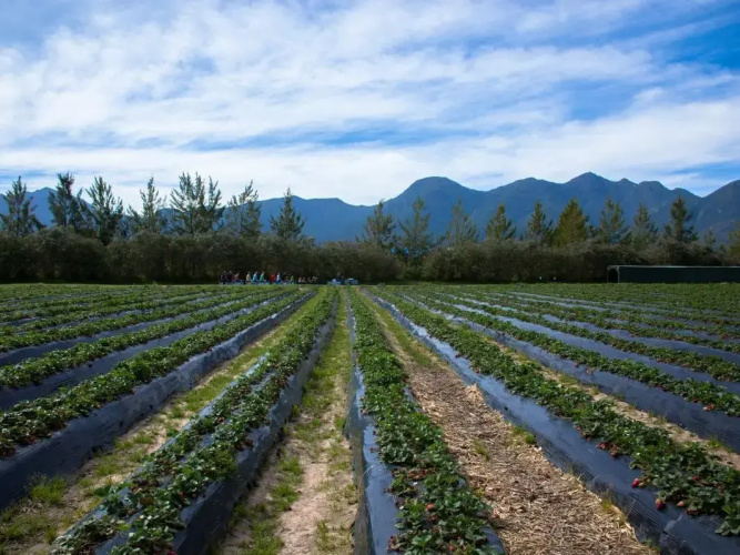 Redberry Farm
