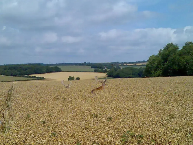 Chilgrove Farm BB