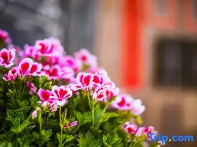 TaiShidi Think House garden