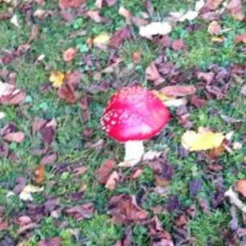 Ons Stulpje Schoutsen