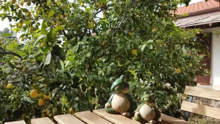 Mandarin Konukevi