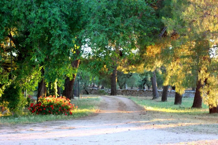 Masseria Gianecchia
