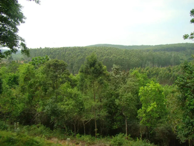 Mulberry Lane