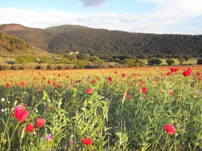 Agriturismo L'Ulivo