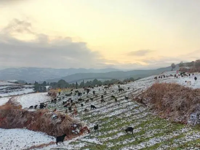 Red Land Wangcai Resort