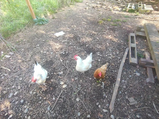 Un brin de paille