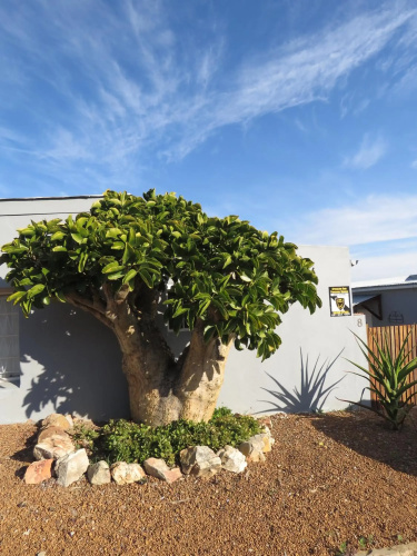 Caledon Protea Cottage