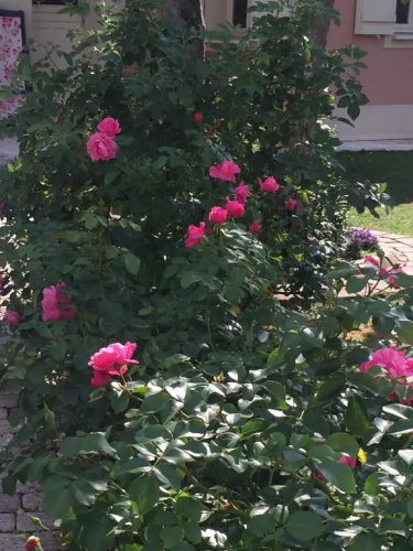 Rose Garden Studio