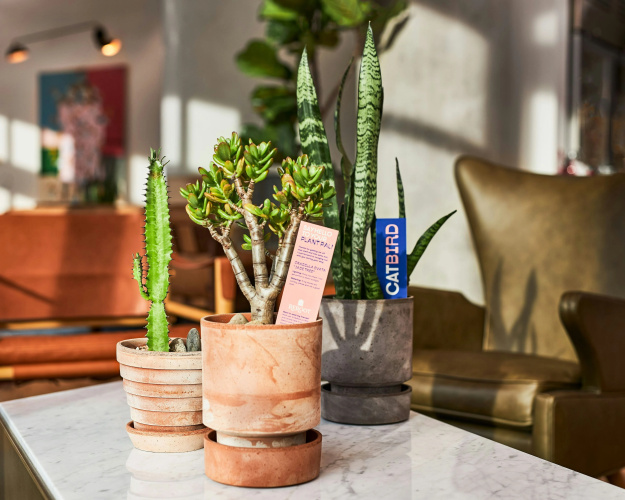 Catbird Hotel