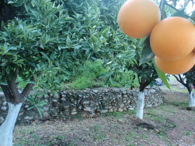 Antouan Matina