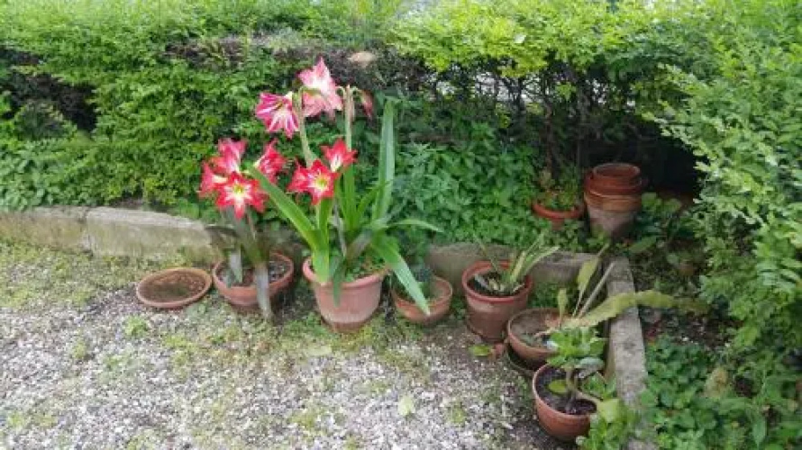 Aduepassidallafiera