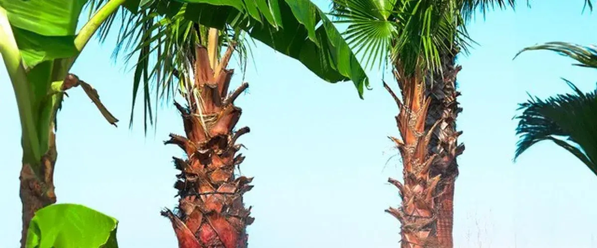 Sapanca Sunset Villas