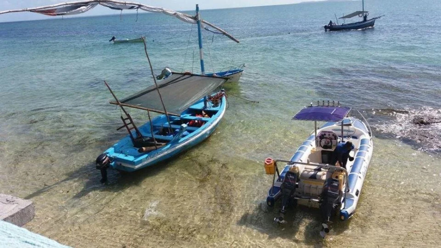 Dolphin Dhow Beach Safaris