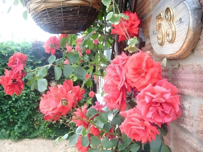 Rosa's BB