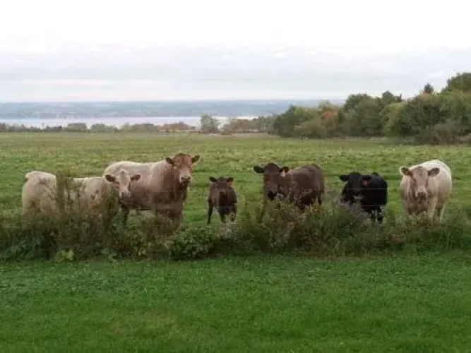 Cayuga Morning Star Bed and Breakfast