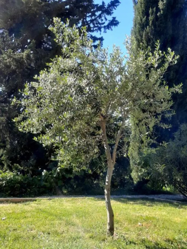 Les Deux Tilleuls