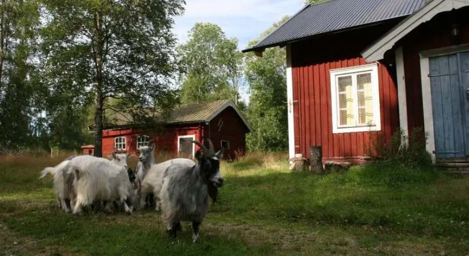 Knipberget B&B