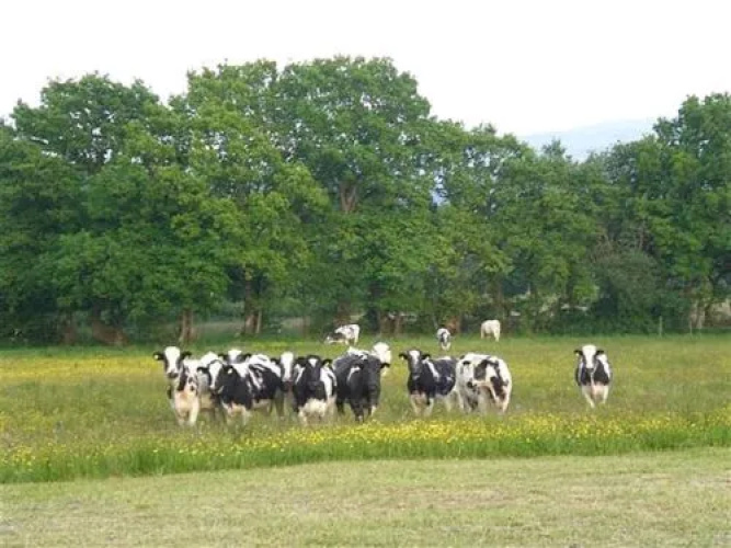 LLANGADOG