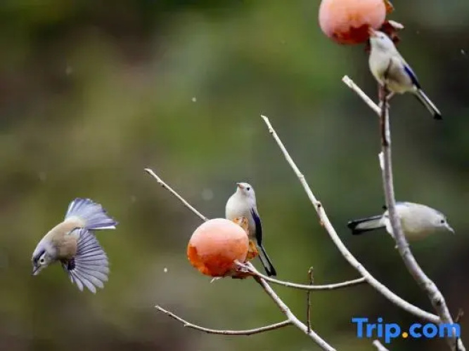 Hot Spring Forest Healing Art Homestay