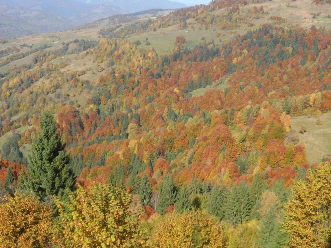 Olenka