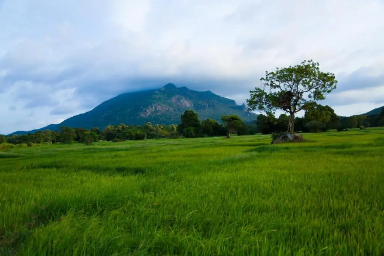 Athreya Ayurveda Ashram