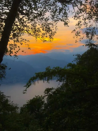 il larice d' oro