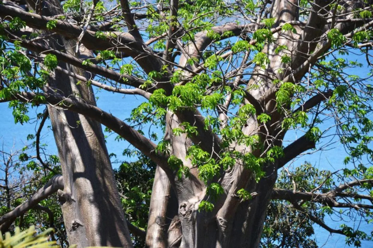 Les Baobabs