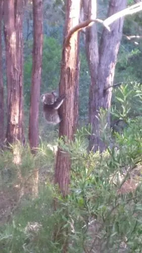 Stringybark Hills Retreat