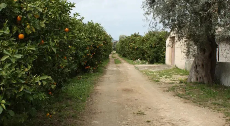 Agrumeto
