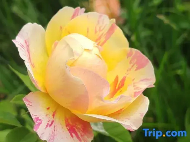 Turks Garden Homestay