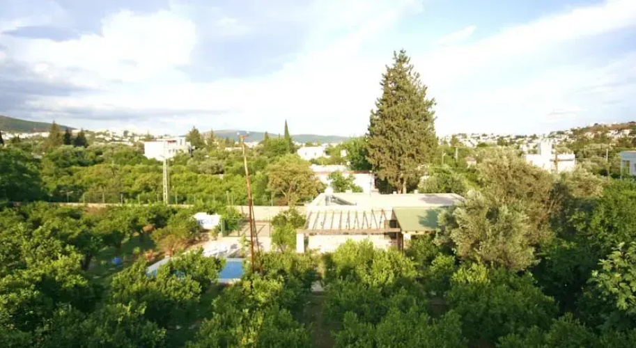 Important Group Villa Citrus