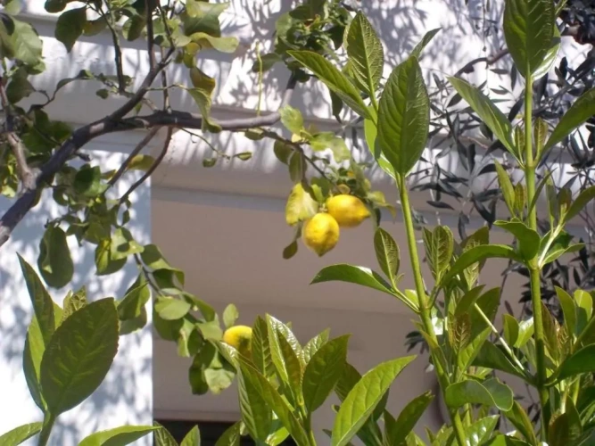 1 Bedroom Double Cottage with balcony and with garden view