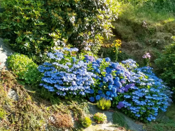 Les Hortensias