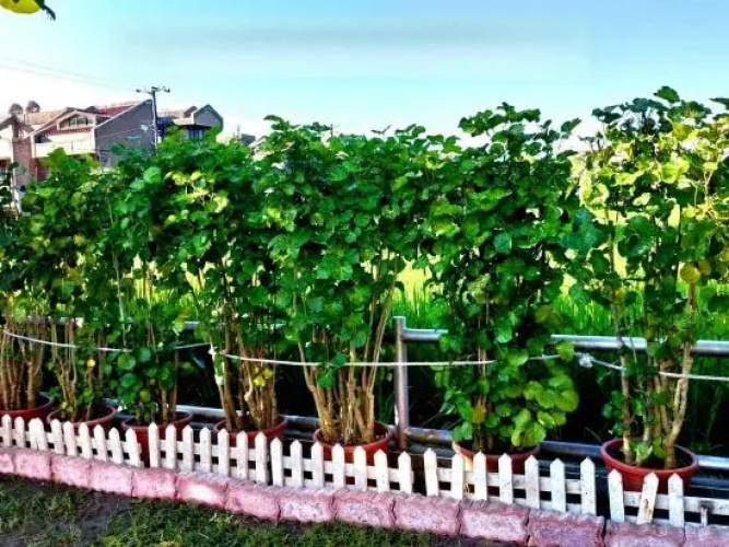 Evergreen Garden House